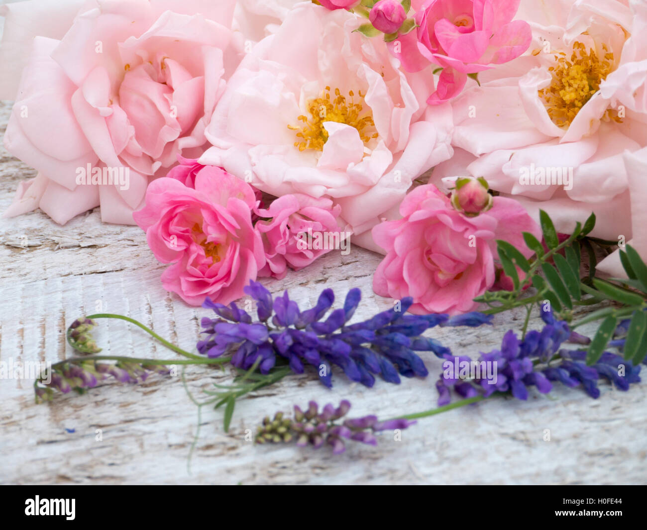 Pale pink and bright pink roses and tufted vetch on the white rough wooden table Stock Photo