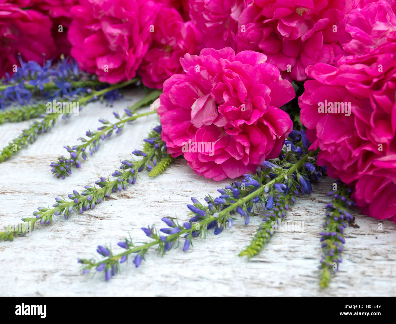 Small deep pink double roses and veronica spicata on the white painted background Stock Photo