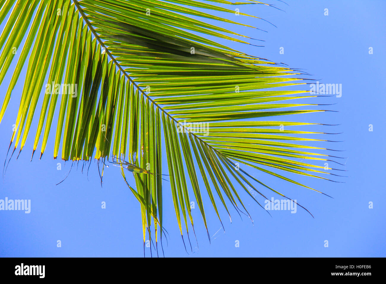 Large palm leaf on background blue sky Stock Photo - Alamy