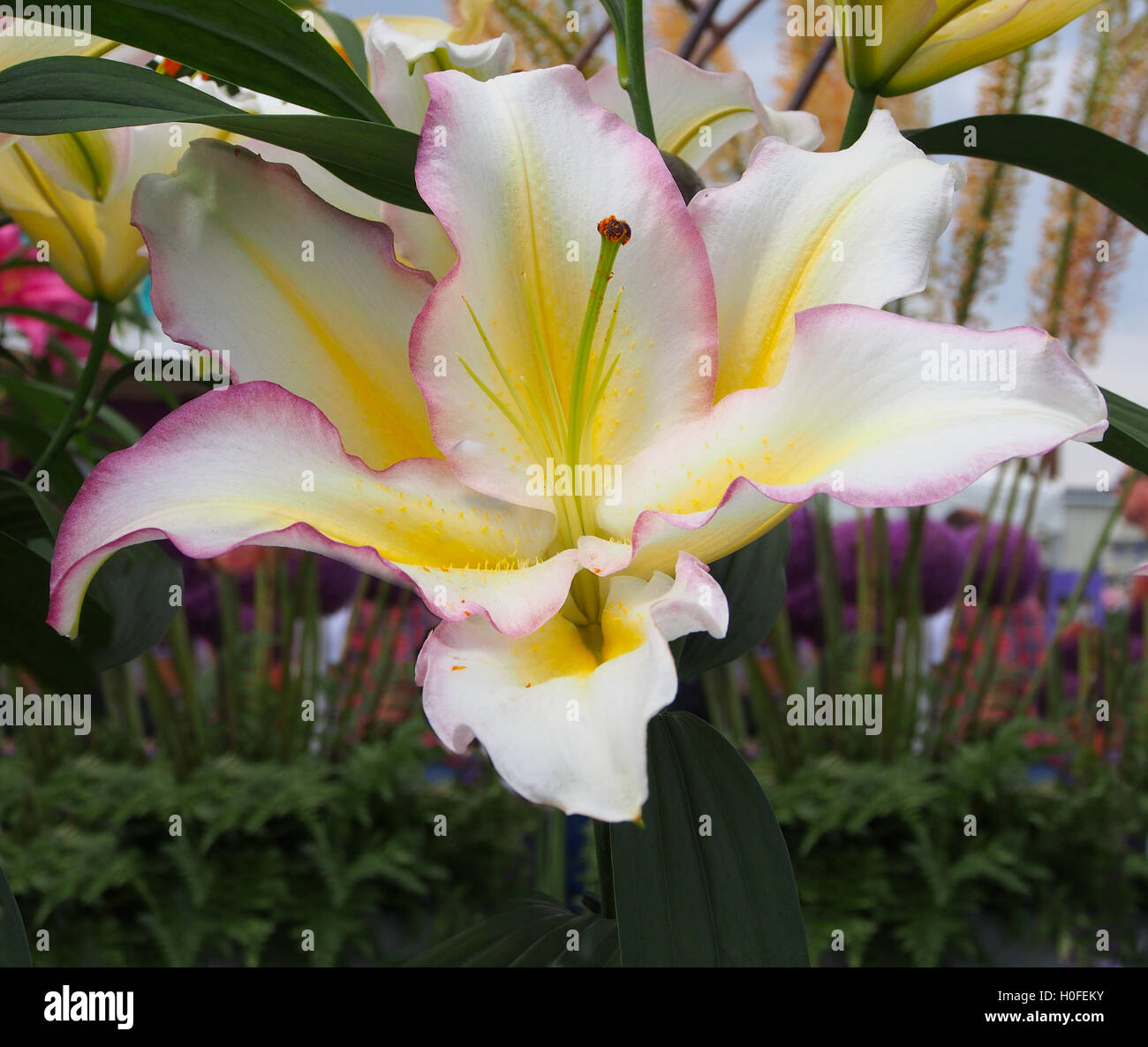 Close up shot of a single large oriental lily bloom, Lilium tricolore. Stock Photo