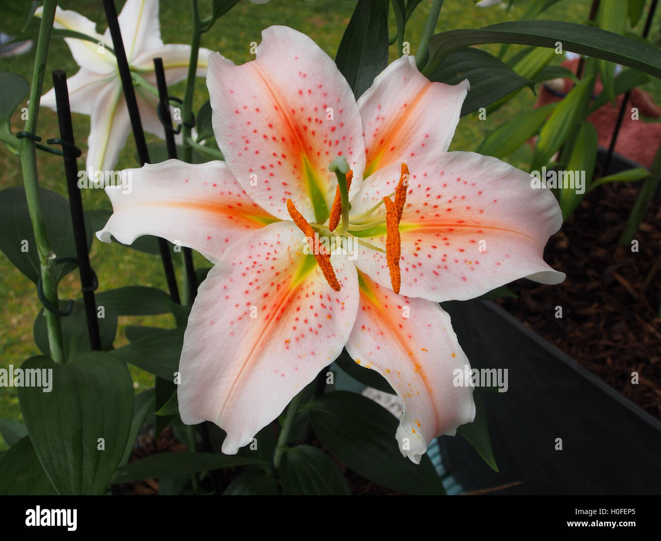 BHZ Close up shot of a single large oriental lily bloom of Lilium Salmon Star. Stock Photo