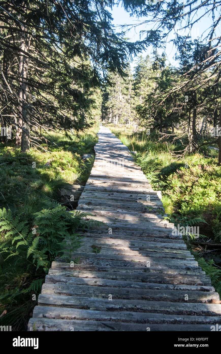 timber pathway on Mala Jezerna hill in Jeseniky mountains Stock Photo ...