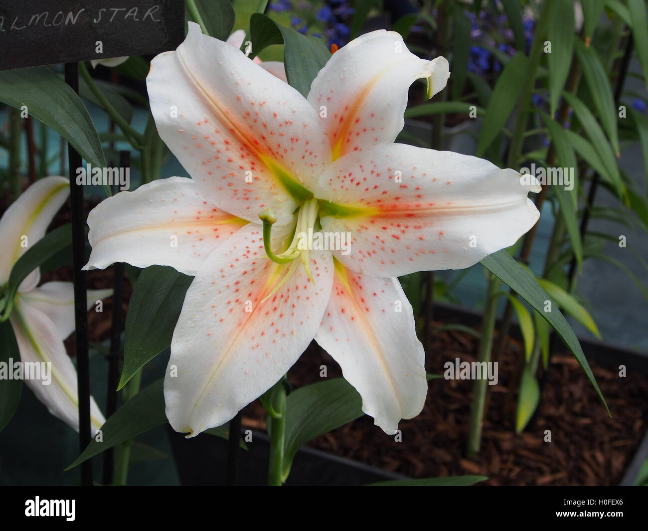 Close up shot of a single large oriental lily bloom, Lilium Salmon Star. Stock Photo