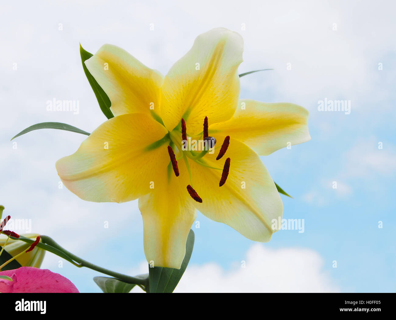 Yellow oriental lily against a blue sky with white fluffy clouds Stock Photo