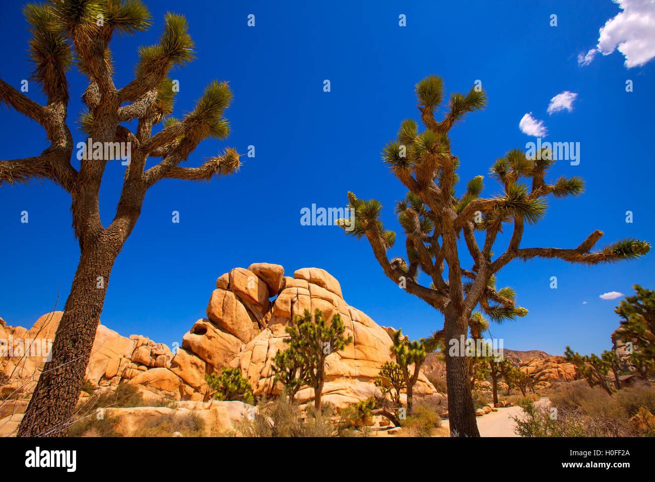 Joshua Tree National Park Yucca Valley Mohave desert California Stock