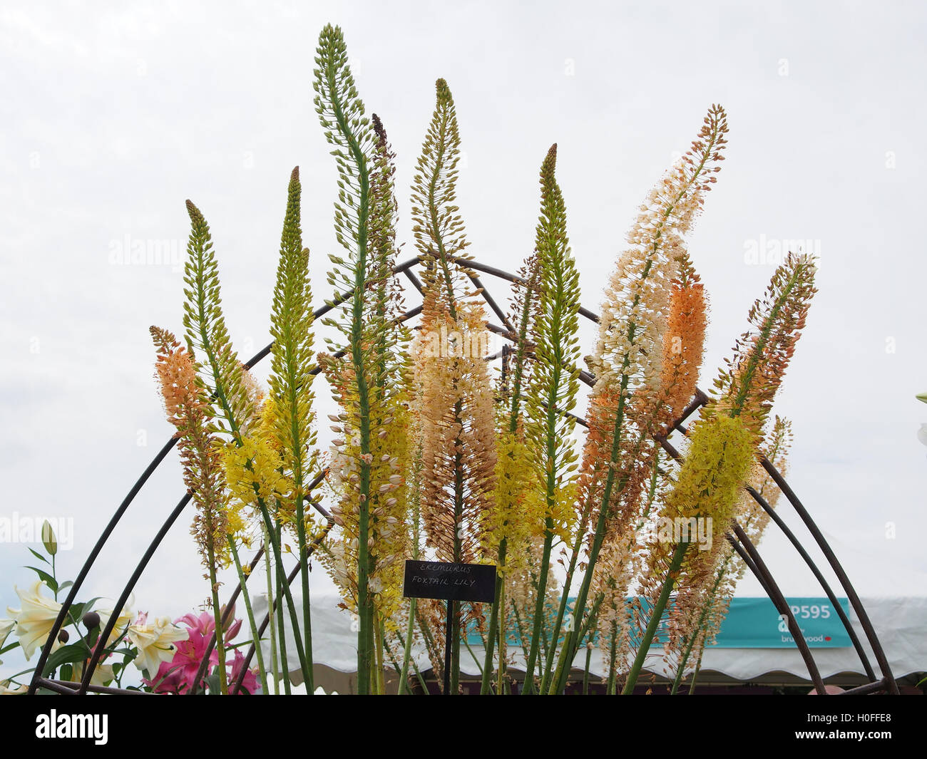 Foxtail lilies hi-res stock photography and images - Alamy