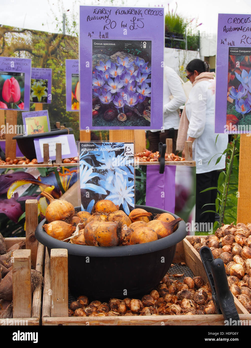 Display of bulbs at the Tatton Park RHS Flower Show 2016, with early flowering crocus + colchicum autumnale alboplenum bulbs. Stock Photo