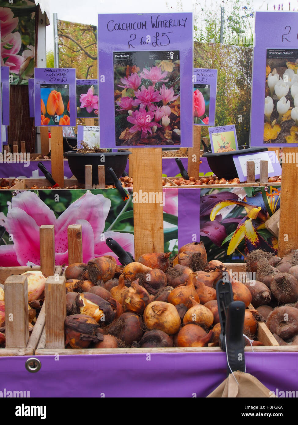 A display of bulbs, with Colchicum Waterlily bulbs at the front, at the RHS Tatton Park Flower Show 2016 in Knutsford, Cheshire. Stock Photo