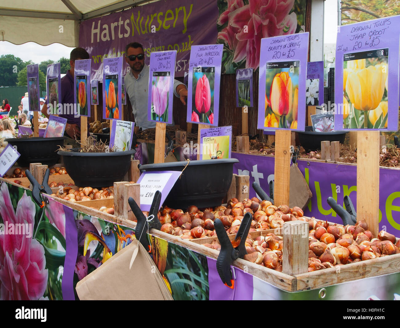 Exhibit of tulip bulbs by Harts nursery at RHS Tatton Park Flower Show 2016 in Knutsford, Cheshire, UK. Stock Photo