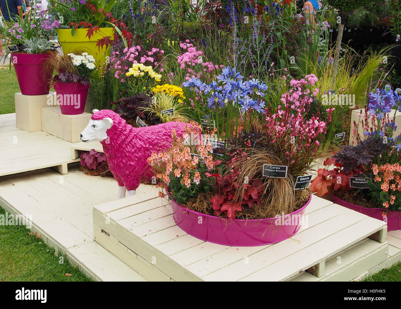 Display of various flowers growing in pink pots with a pink fibreglass sheep at Tatton Park Flower Show 2016 in Cheshire, UK. Stock Photo