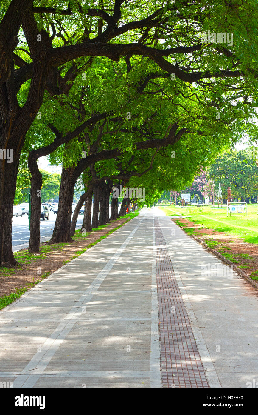 beautiful alley of the park with green trees Stock Photo - Alamy