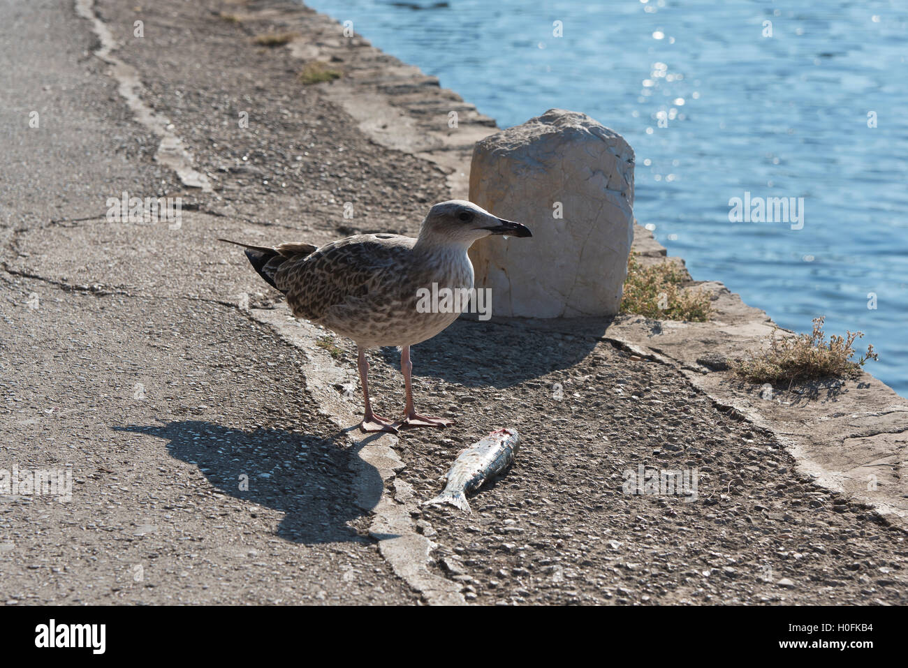 seagull on a stony shore with a fish Stock Photo