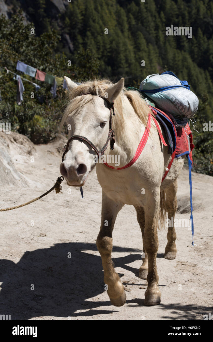 pack horse