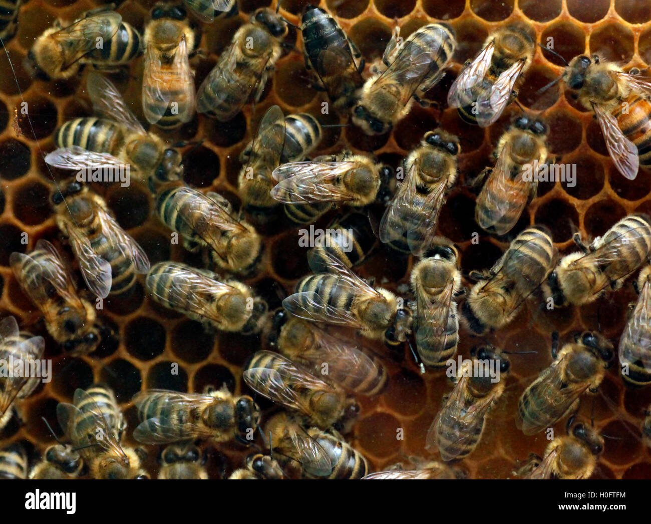 Honey Bees on a comb frame making fresh honey Stock Photo - Alamy
