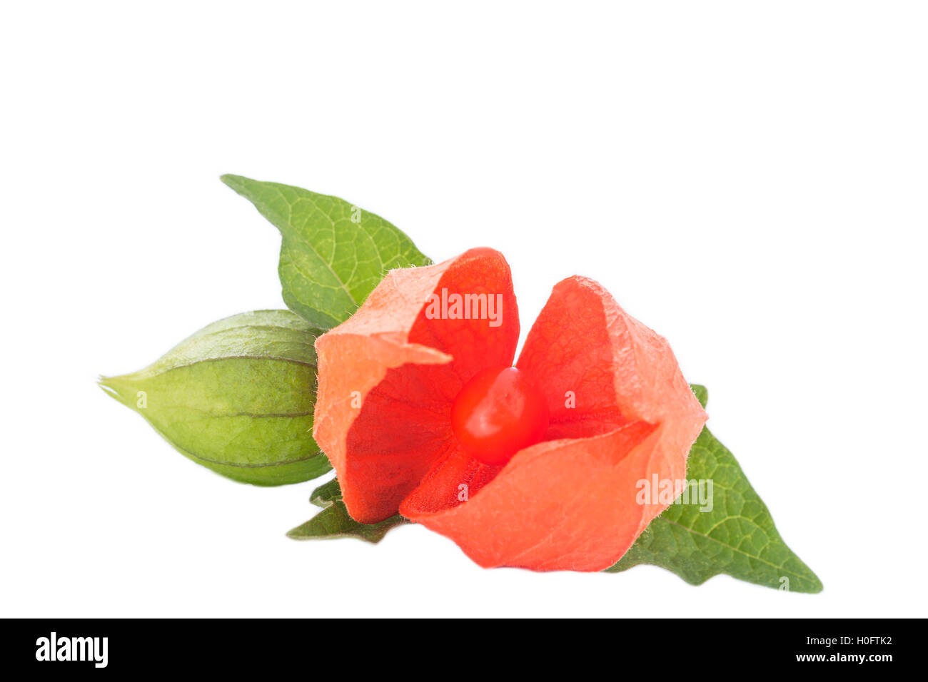 Close up of cape Gooseberry or Physalis fruit Stock Photo