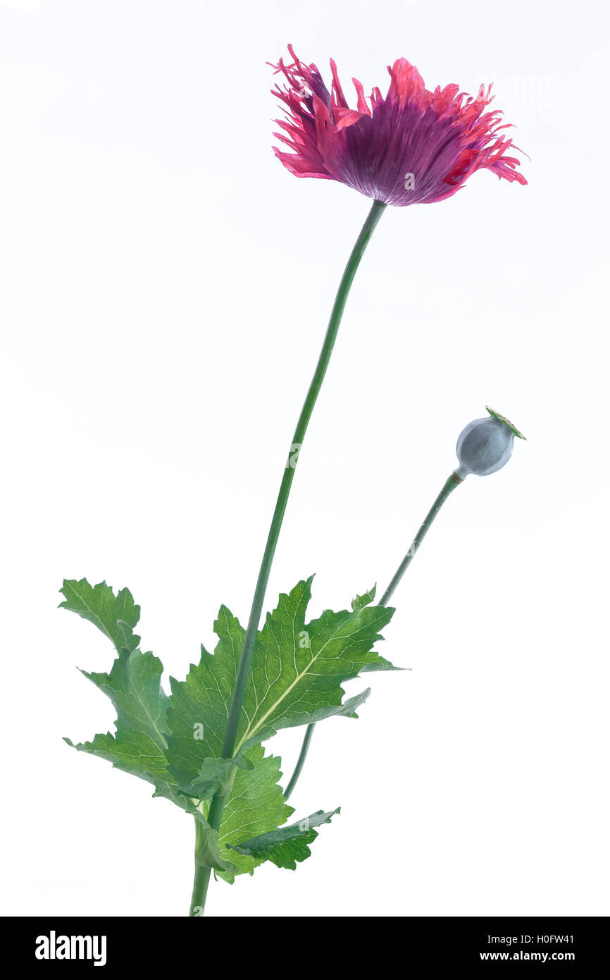 Oriental opium Cut Out Stock Images & Pictures - Alamy