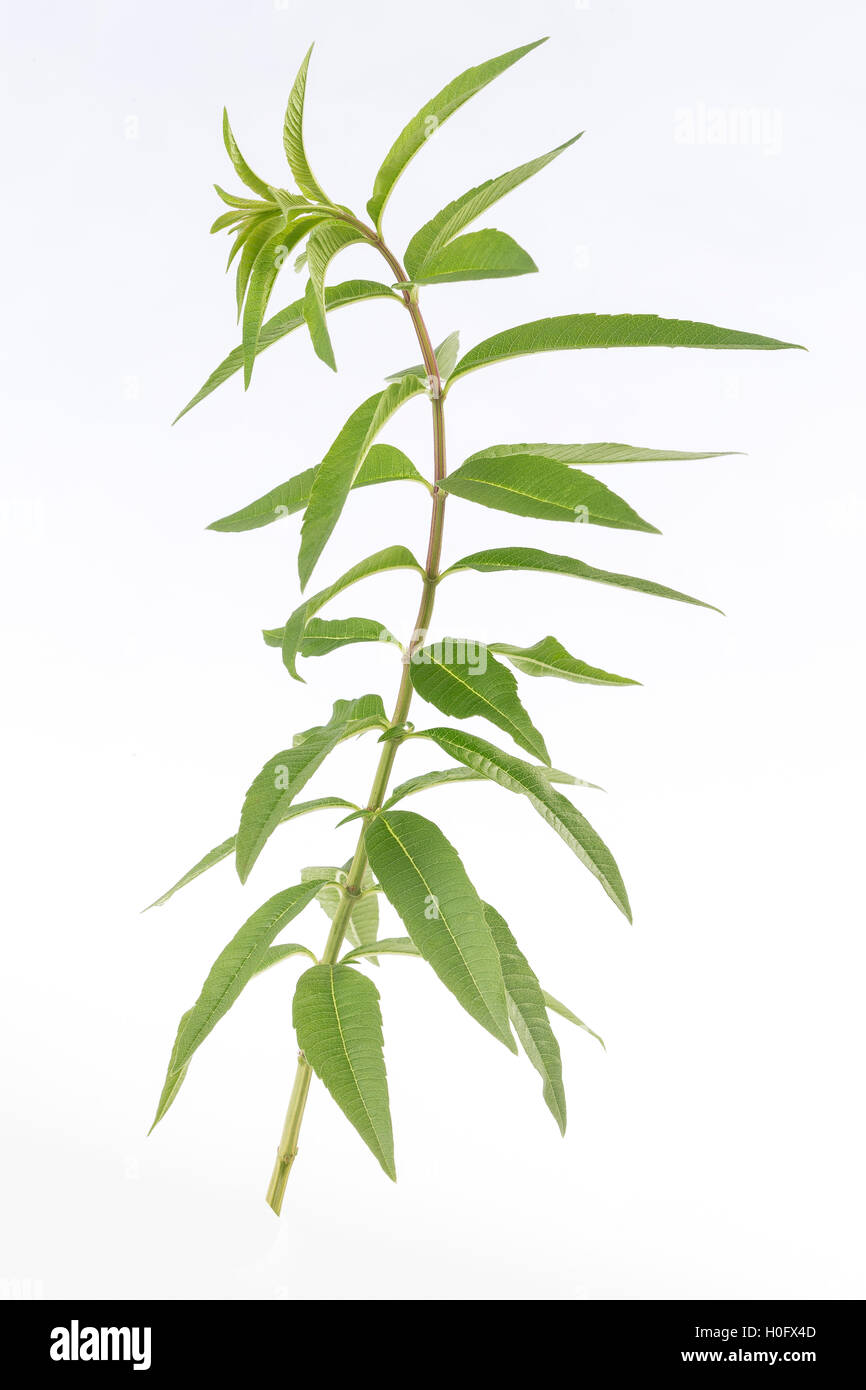 Lemon grass verbena medicinal plant Stock Photo