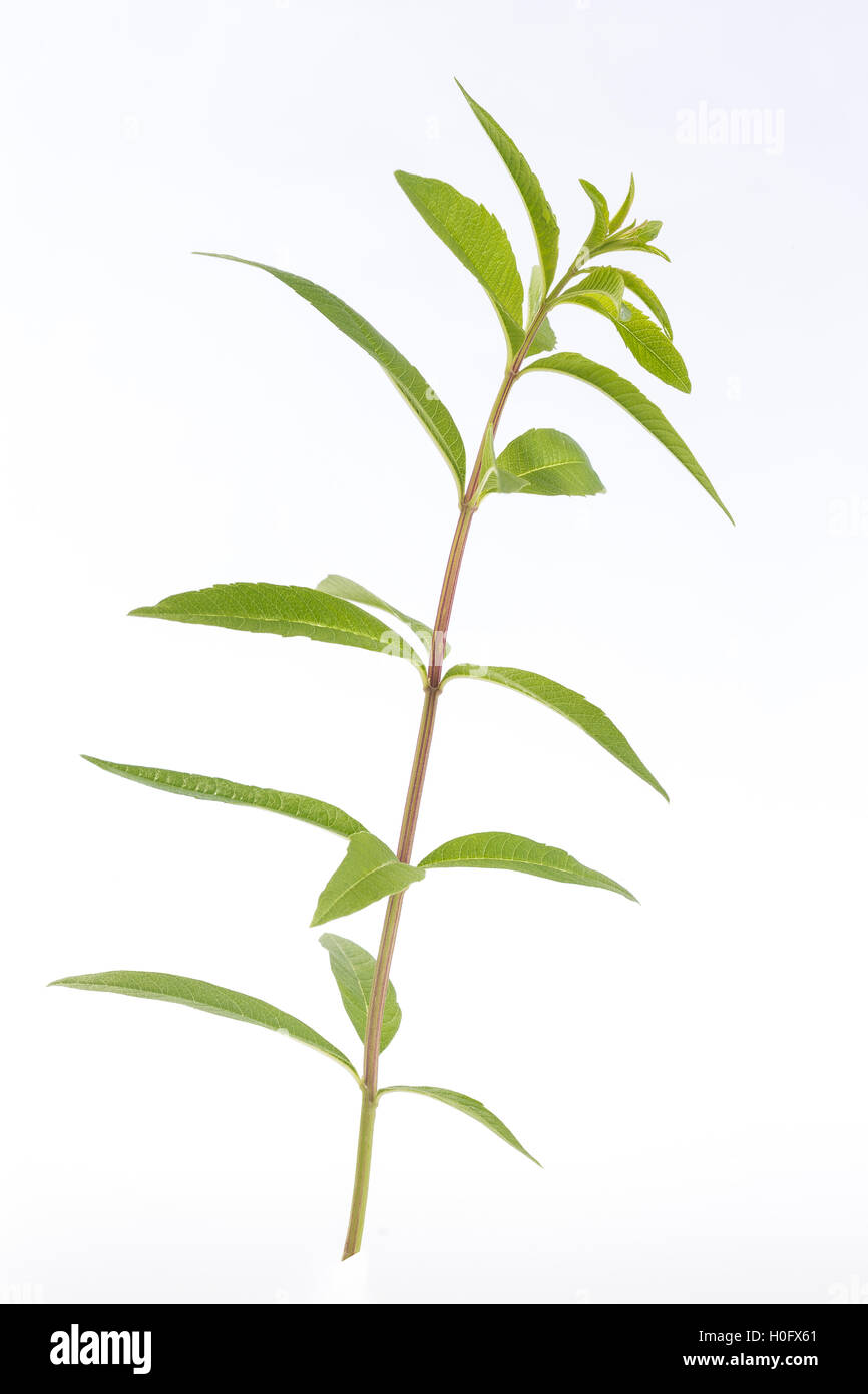 Lemon grass verbena medicinal plant Stock Photo