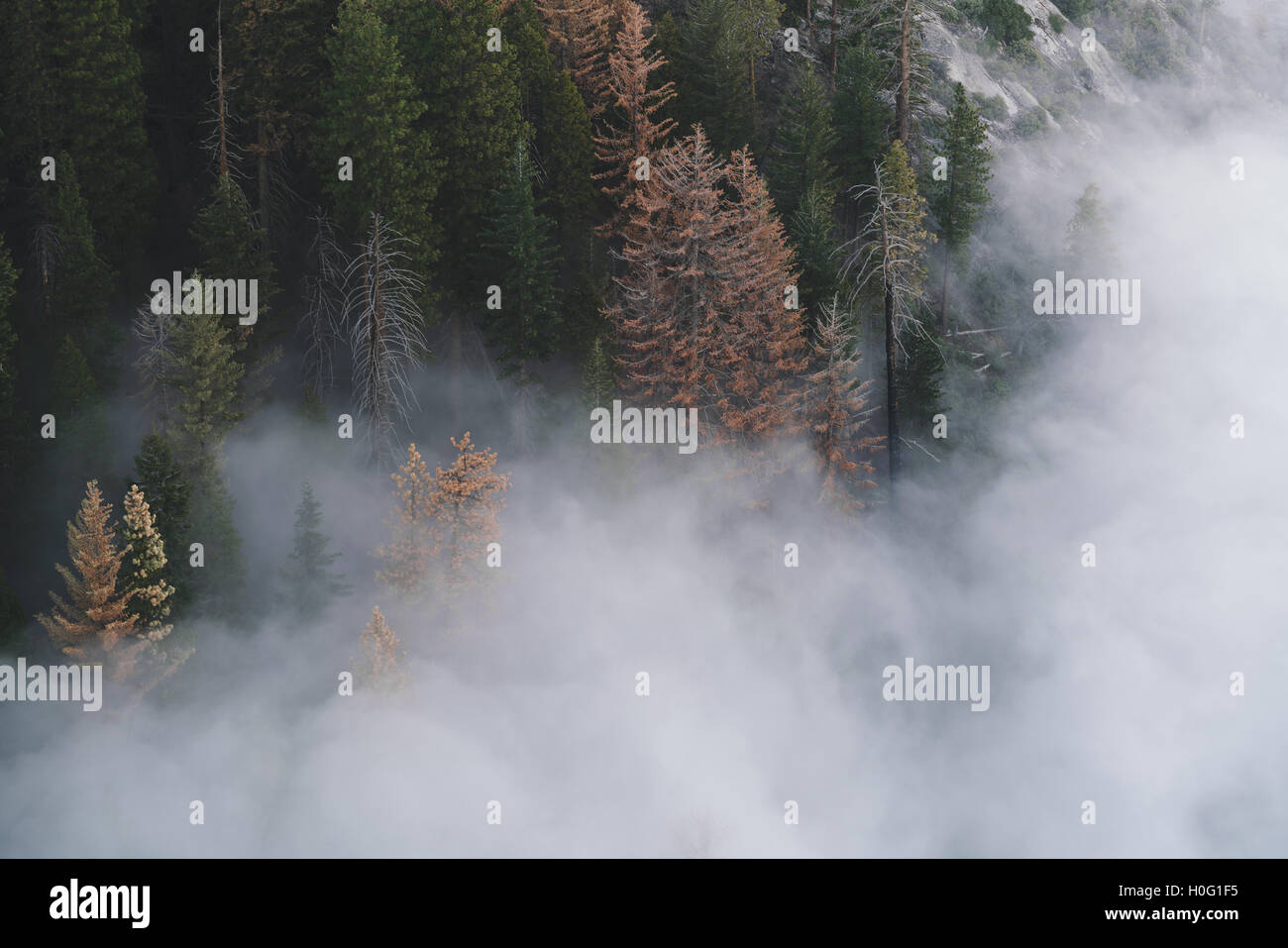 Clouds begin to cover the forest in California's Sequoia National Park Stock Photo