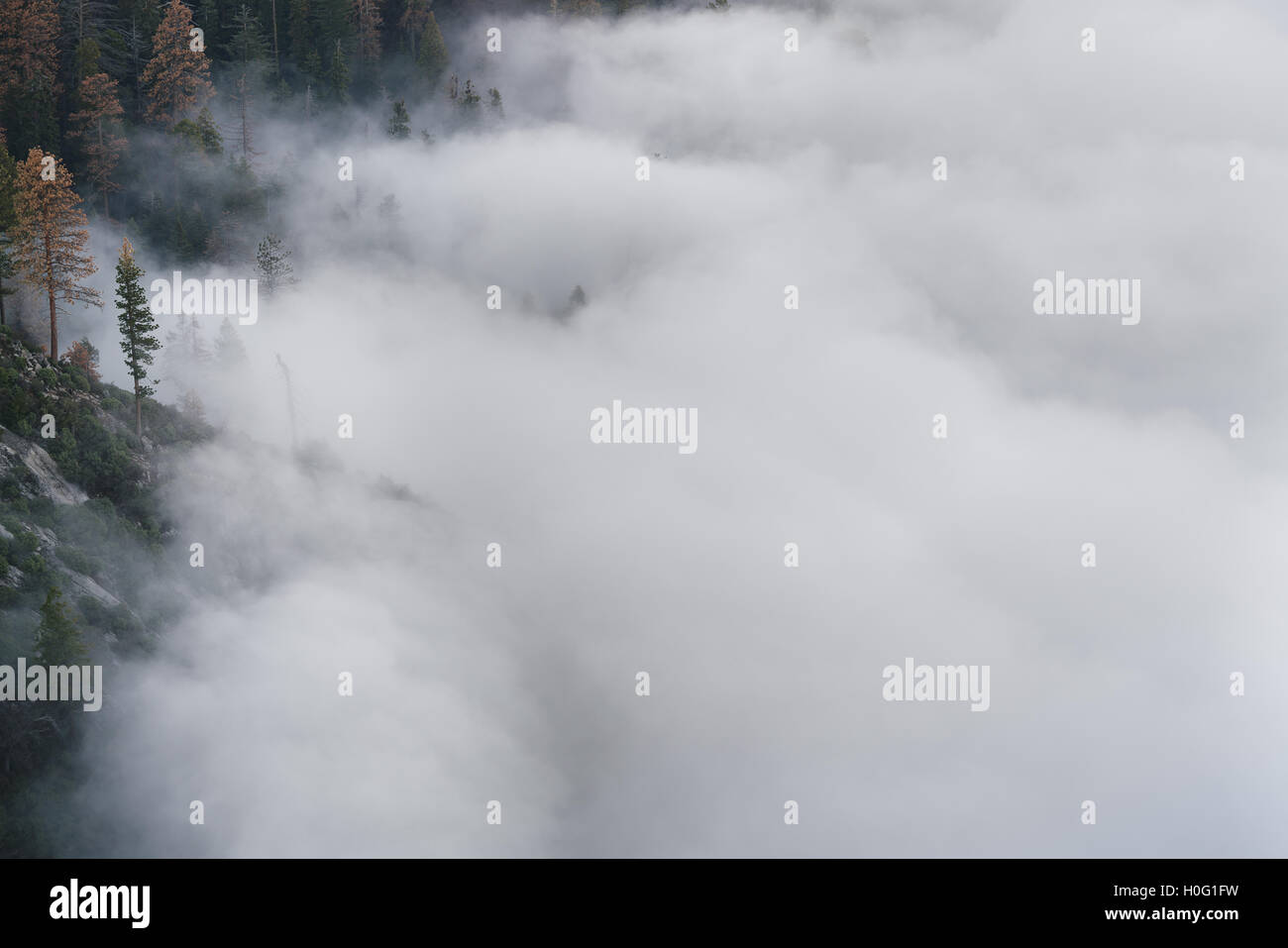 Low clouds begin to cover the evergreen trees in California's Sequoia National Park Stock Photo