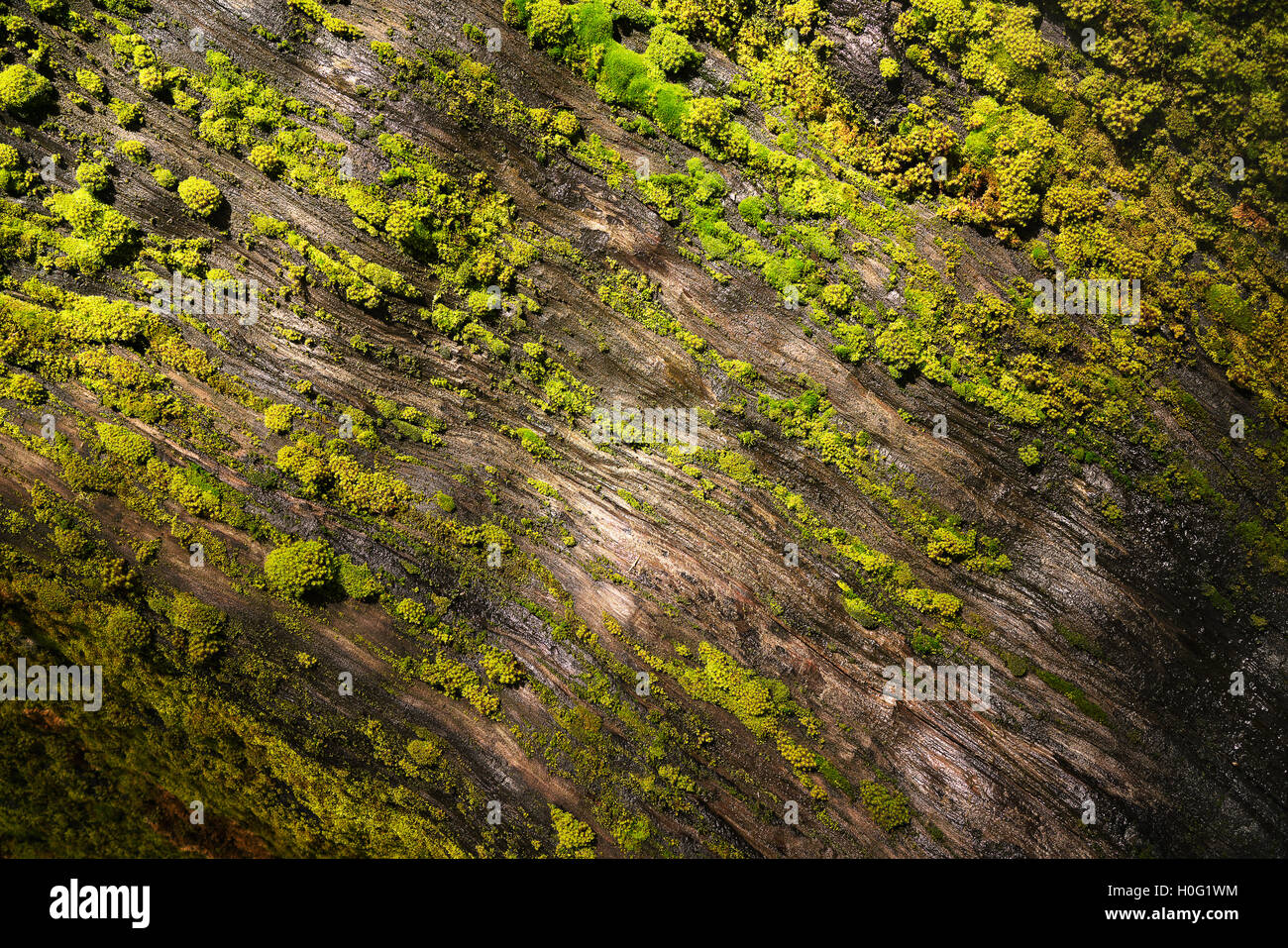 Moss covered sequoia tree in Sequoia National Park Stock Photo