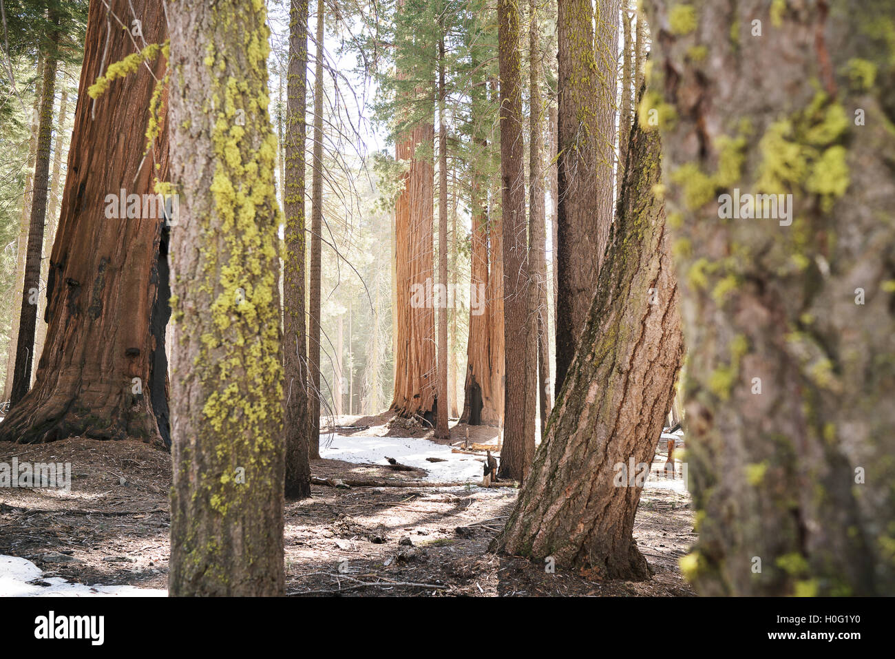 Soft light hits the forest of California's Sequoia National Park Stock Photo