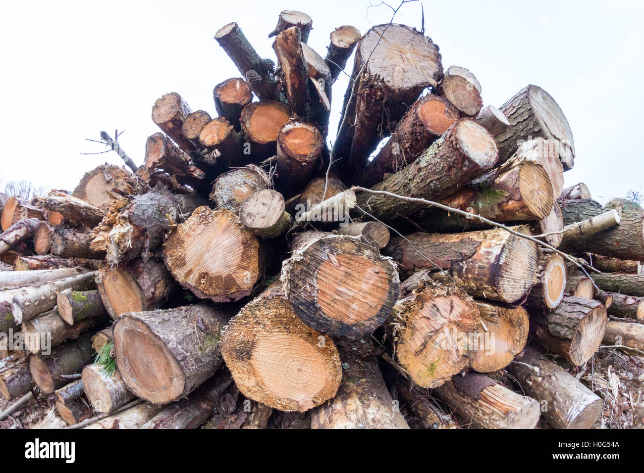 Pile marked tree logs hi-res stock photography and images - Alamy