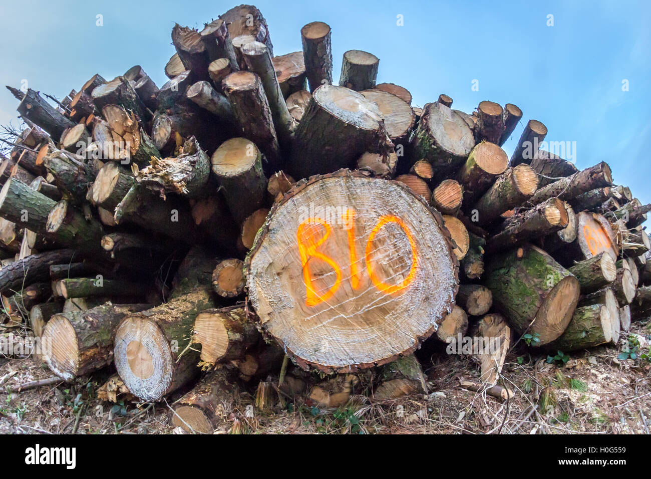 Pile of logs end on, wide angle lens Stock Photo