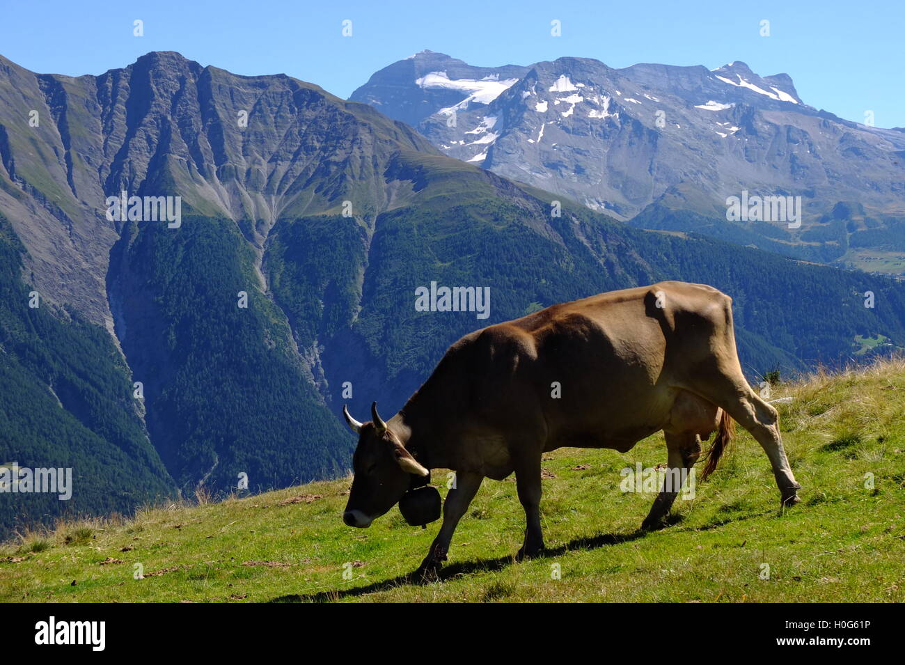 Grazing cow with bell Stock Photo