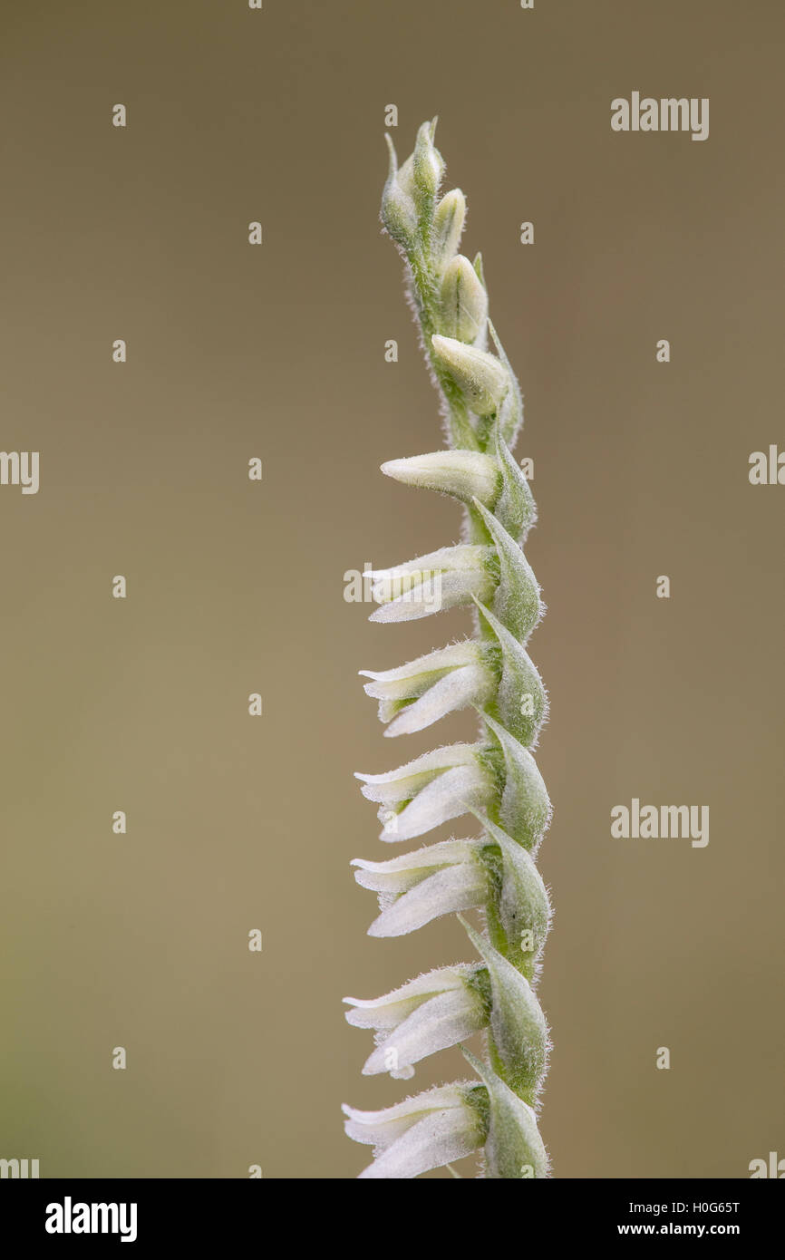 autumn ladys-tresses (Spiranthes spiralis) orchid flower showing close up of the flowering stem, Bedfordshire, England, UK Stock Photo