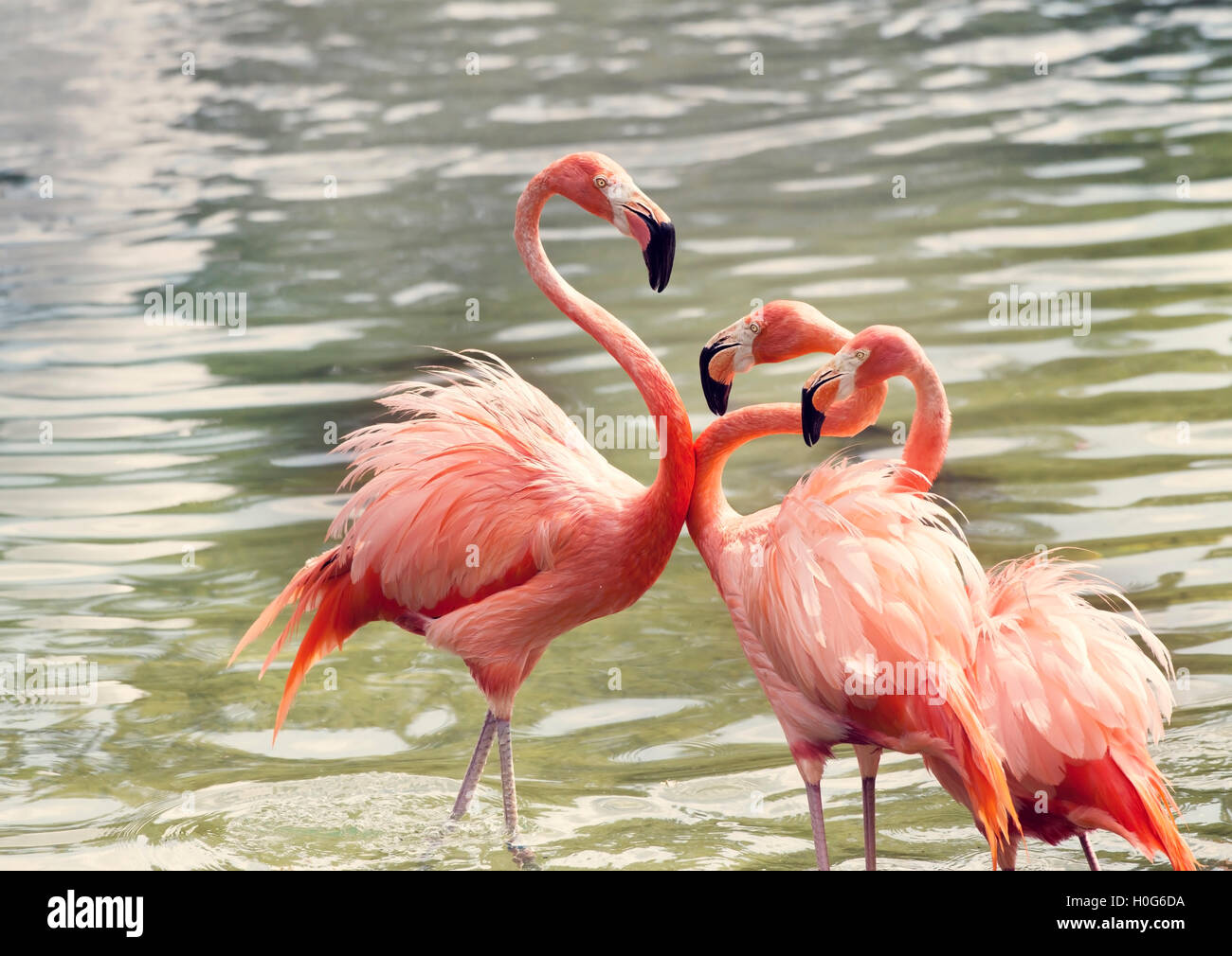 Pink Flamingos in the water at sunset Stock Photo