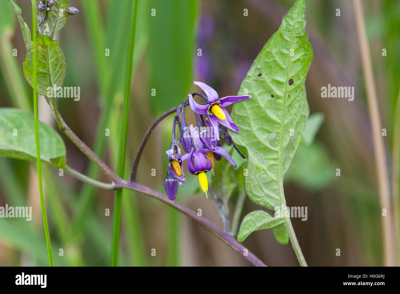 woody nightshade or bittersweet (Solanum dulcamara) showing flower and