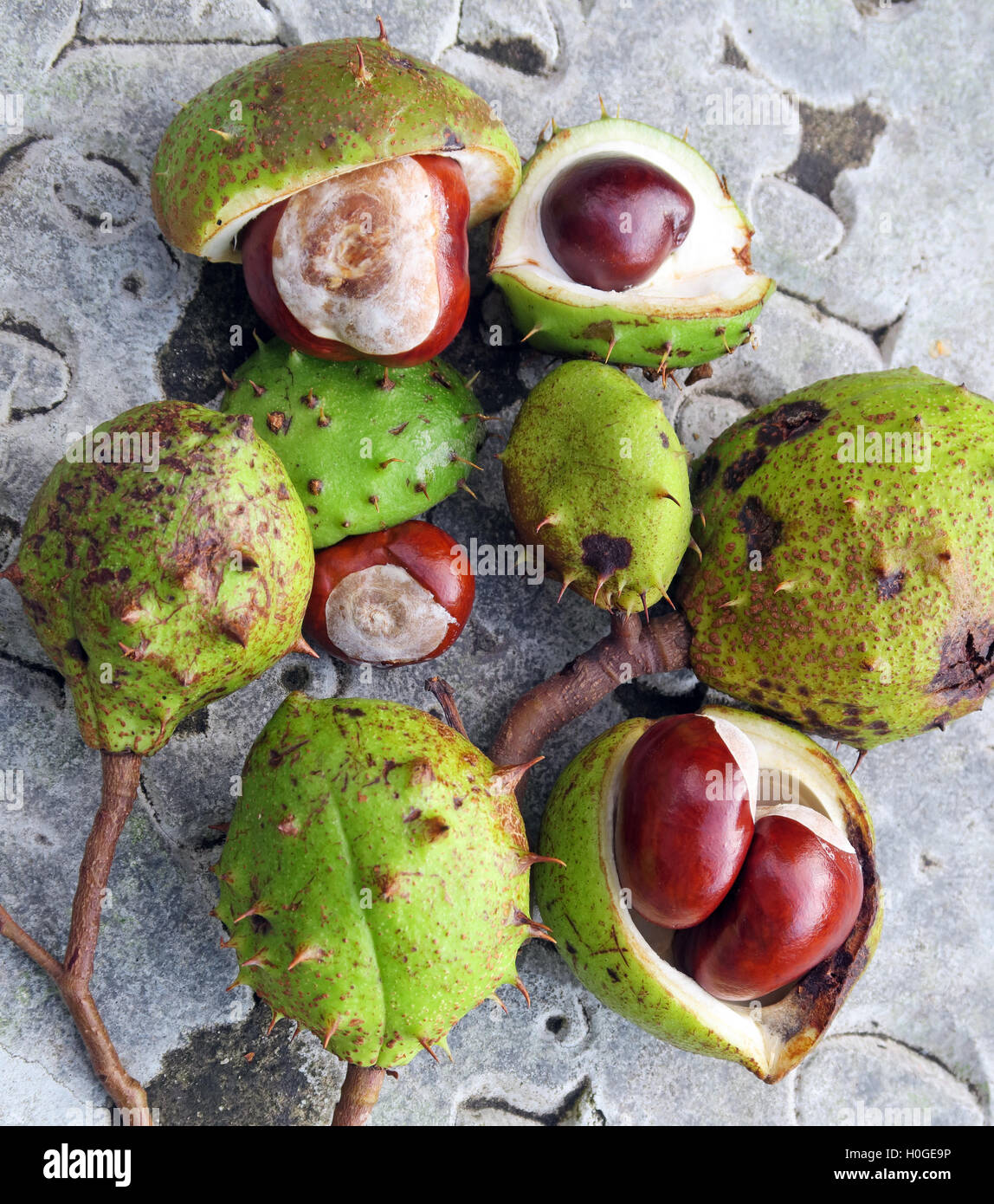 Horse Chestnuts, perfect for making autumn conkers in England, UK Stock Photo
