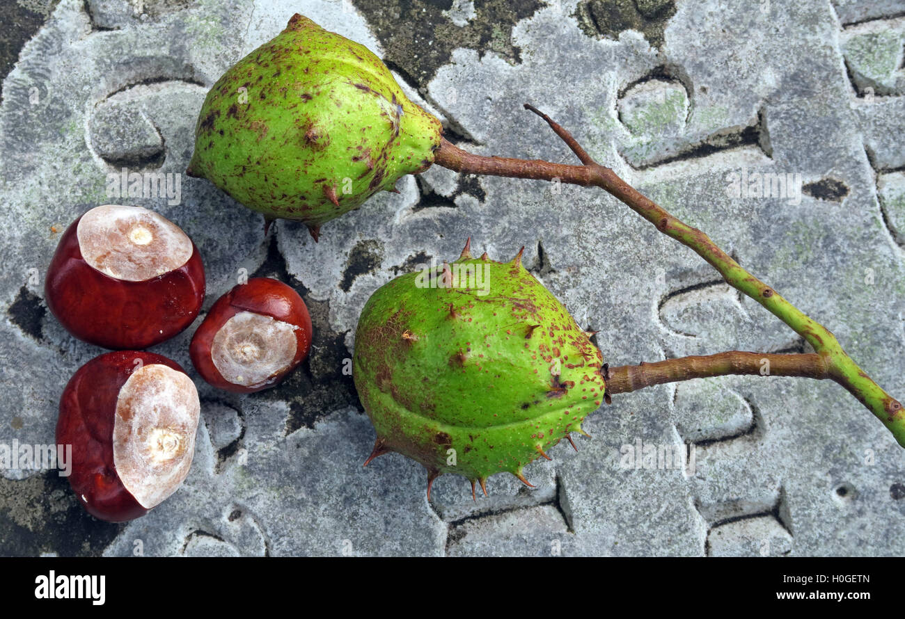 Horse Chestnuts, perfect for making autumn conkers in England, UK Stock Photo