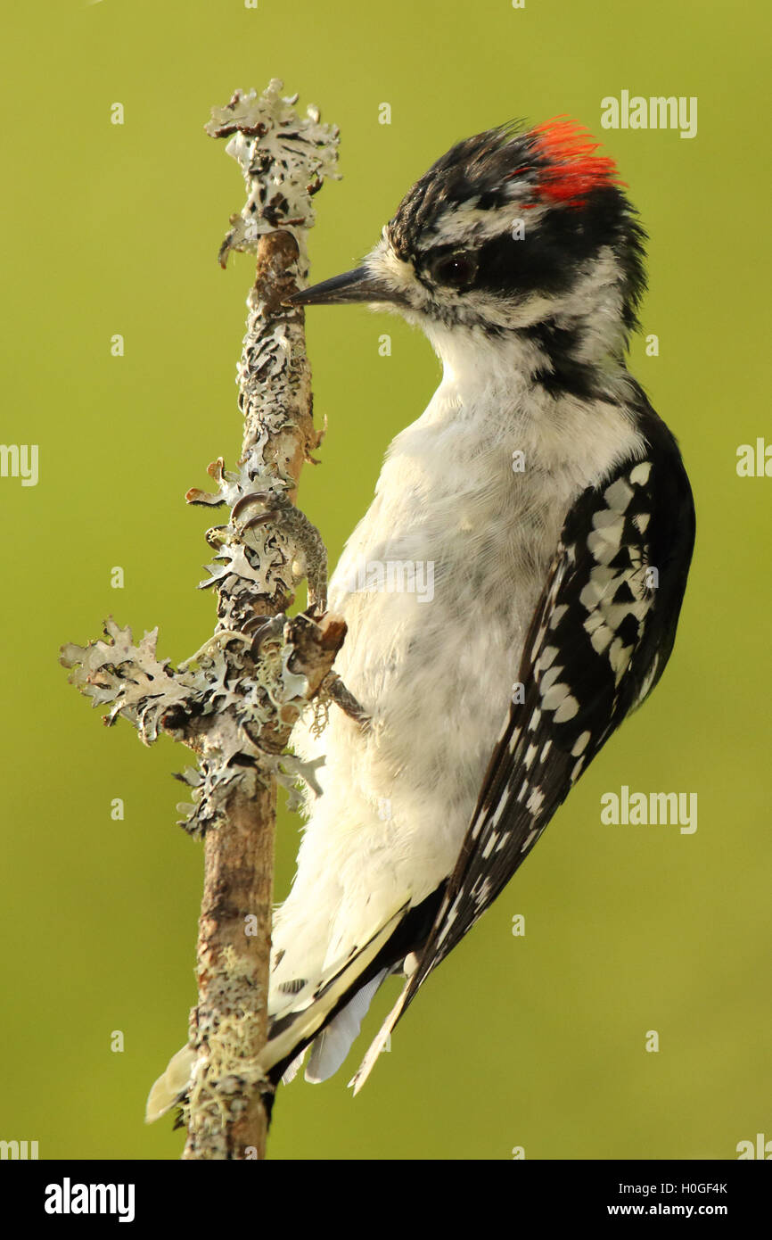 A Downy Woodpecker feeding on lichen Stock Photo - Alamy