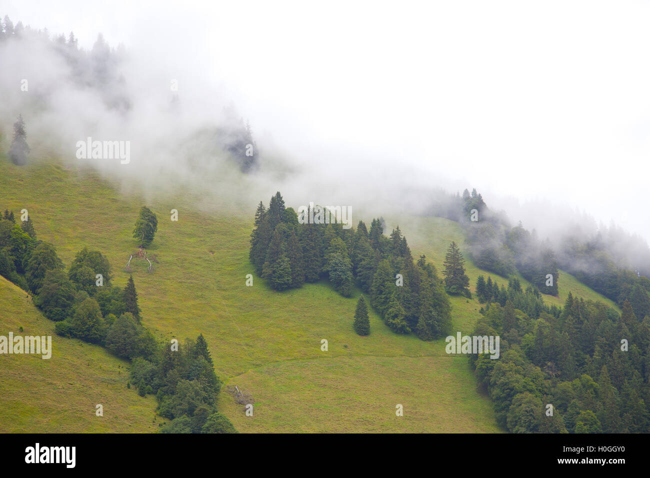 Green mountain with trees and heavy fog Stock Photo