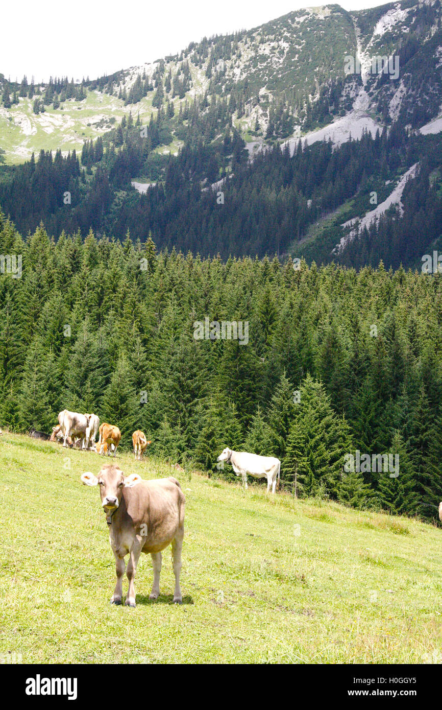Cows standing in field near mountain in Tirol, Austria Stock Photo