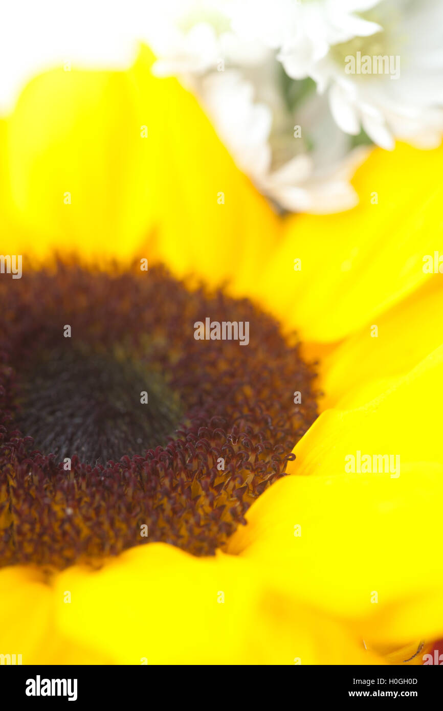 bouquet of red roses and sunflower in a vase Stock Photo Alamy