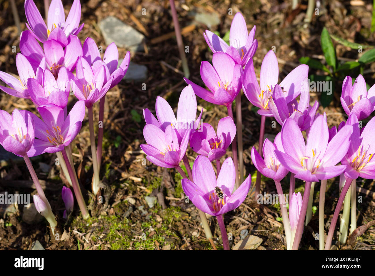 Pink September flowers of the meadow saffron, Colchicum autumnale  'Nancy Lindsay' Stock Photo
