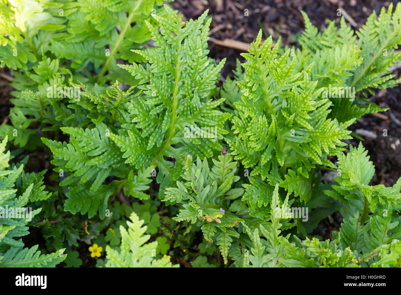 Finely divided fronds of the selected form of the Southern polypody fern, Polypodium cambricum 'Pulcherrimum Trippitt' Stock Photo