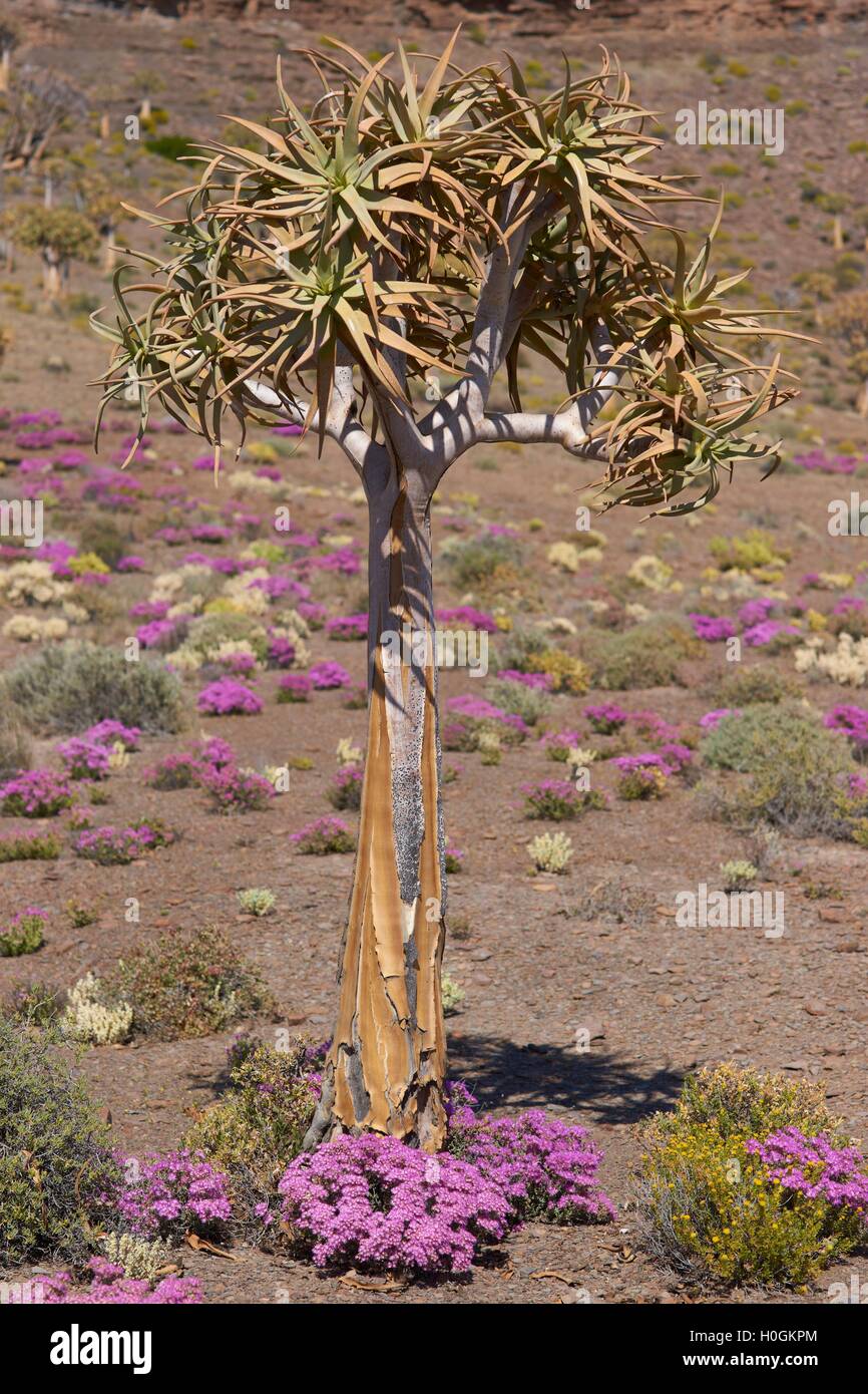 Quiver tree (Aloe dichotoma) Stock Photo