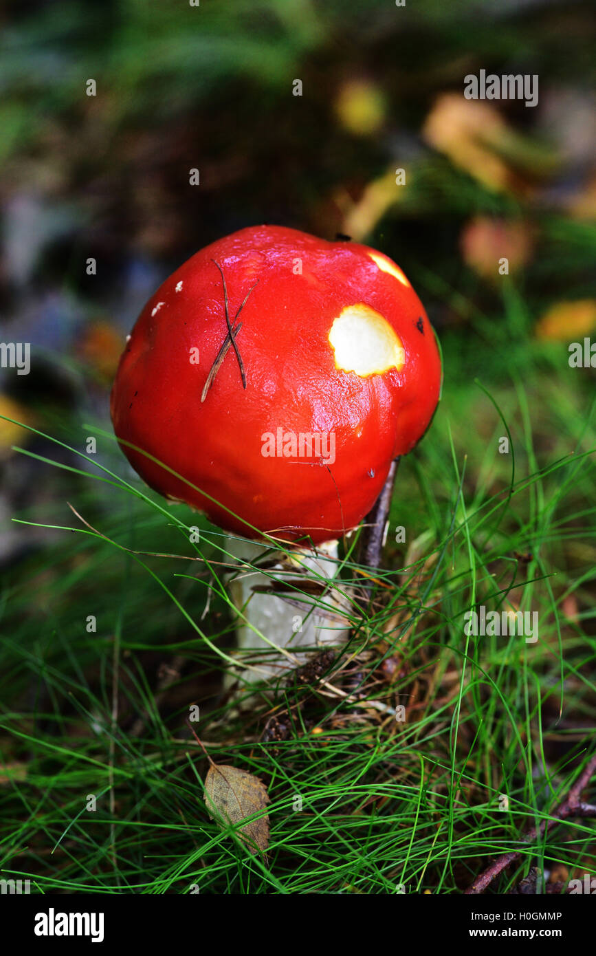 Sunlight on the red Autumn Fungi Stock Photo Alamy