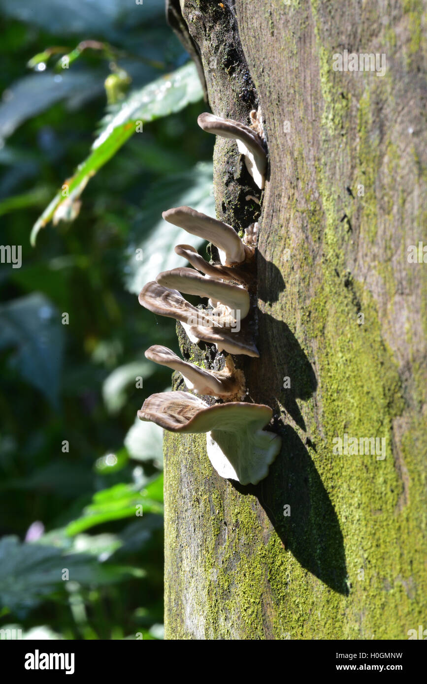 Sunlight on the Autumn tree Fungi Stock Photo Alamy