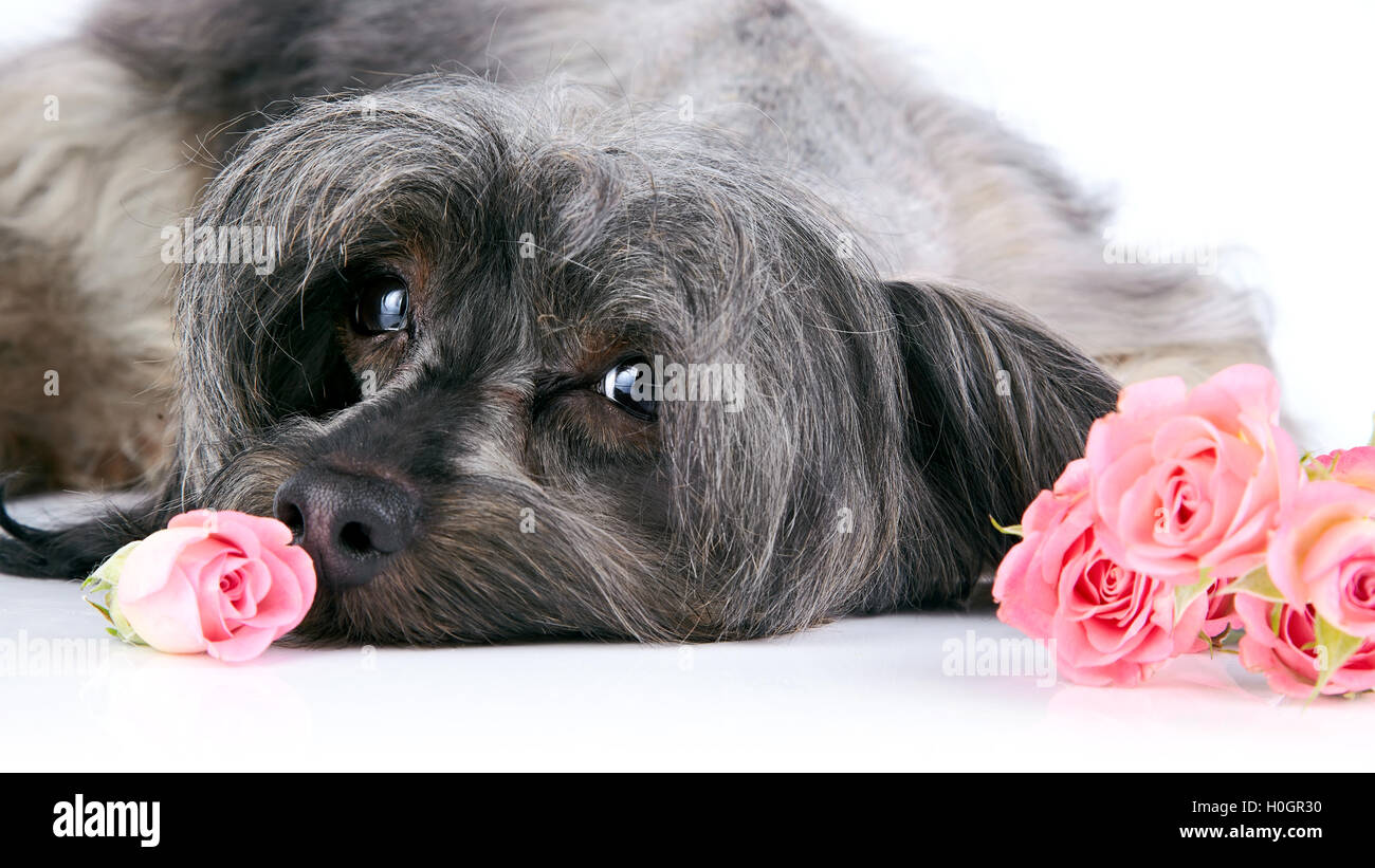 Portrait of a decorative dog with roses Stock Photo - Alamy