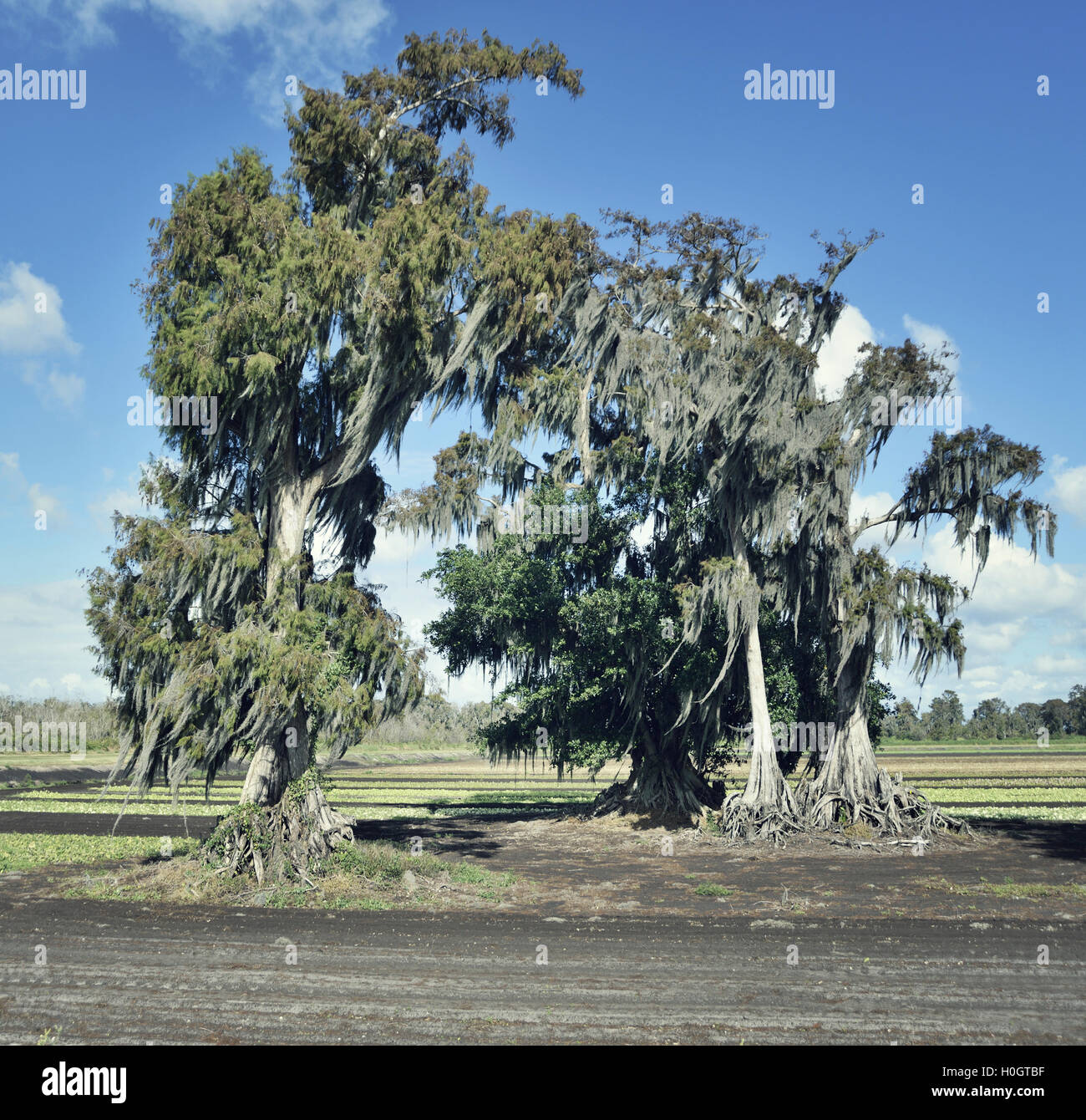 Live Oaks and Spanish Moss Stock Photo Alamy