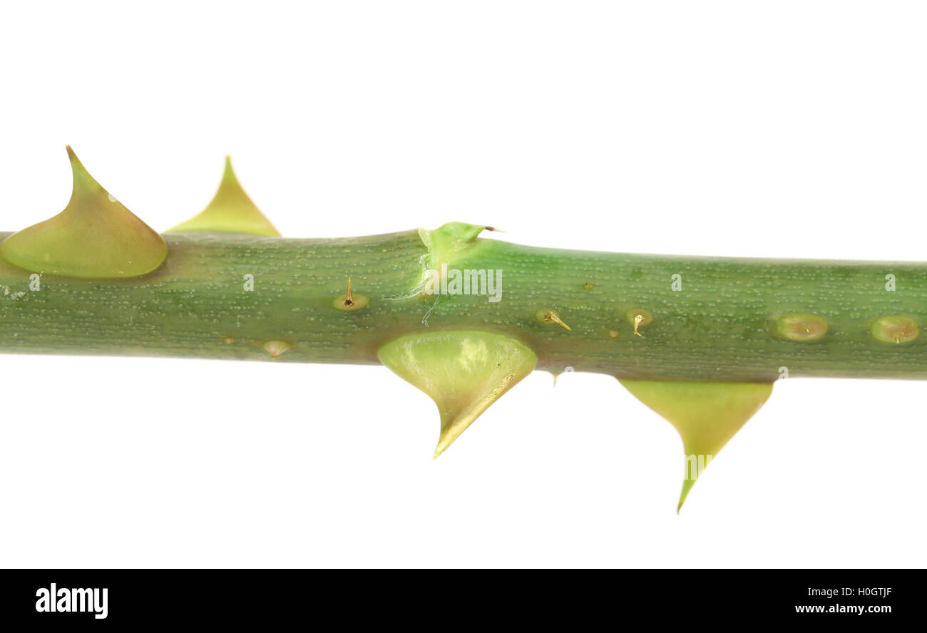 Rose thorn pain hires stock photography and images Alamy