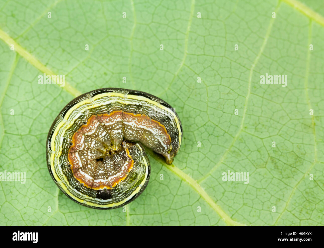 Larva curls up as a defensive mechanism when disturbed Stock Photo Alamy