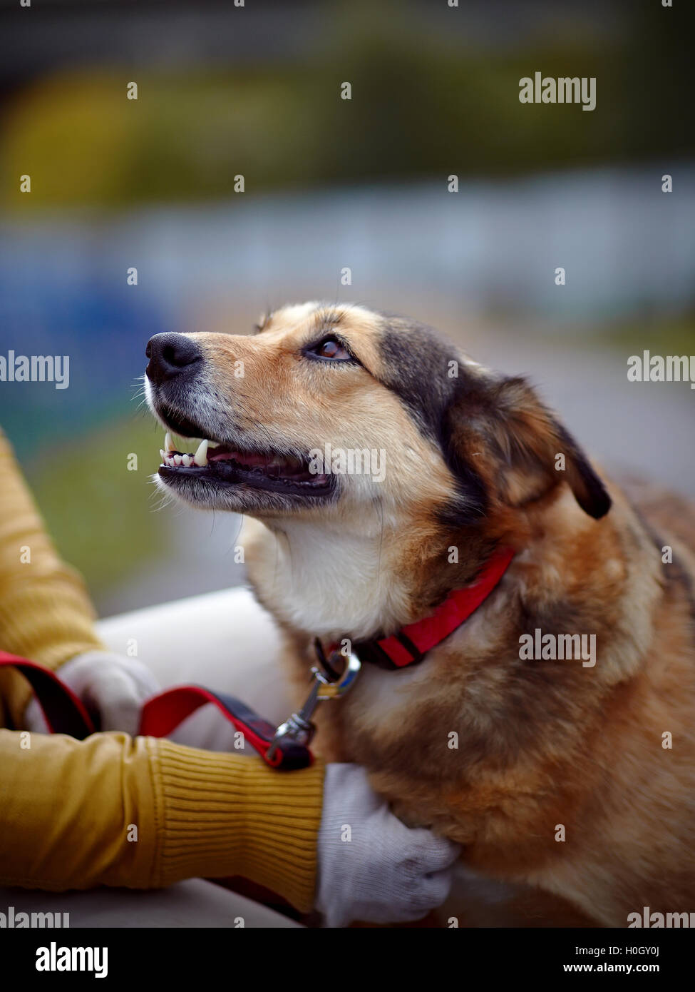 Portrait of a red not purebred dog Stock Photo Alamy