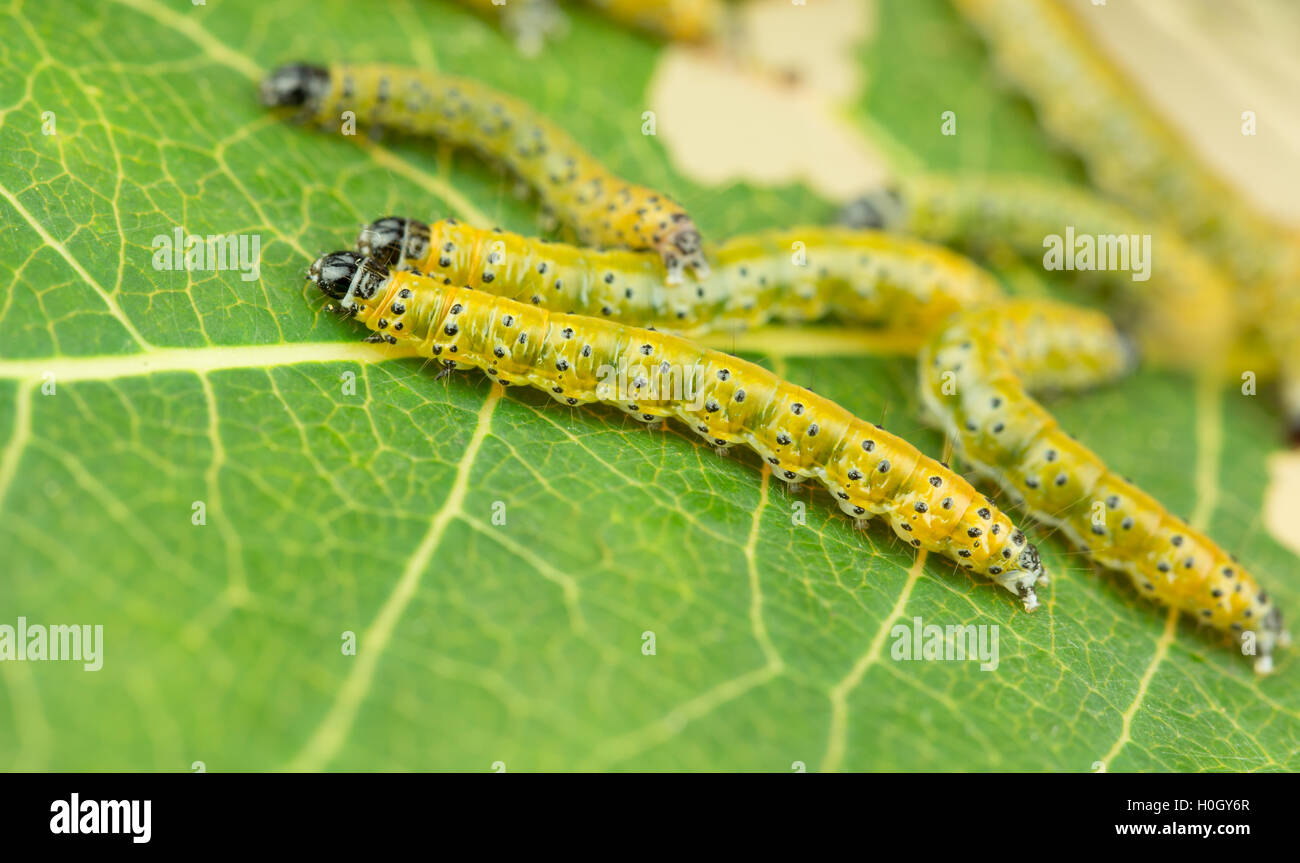 Close up of sawfly larvae pest on leaf Stock Photo