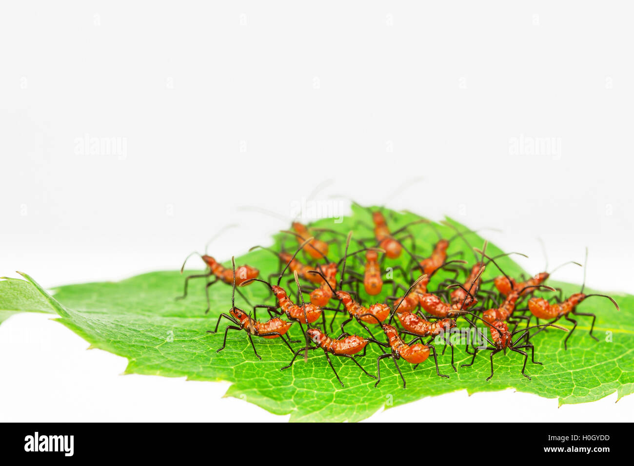Cycloalexic hi-res stock photography and images - Alamy